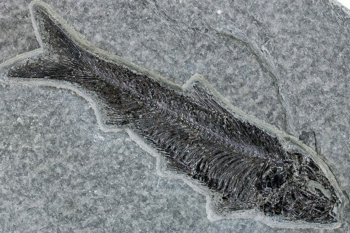 Detailed Fossil Fish (Knightia) - Wyoming #269791